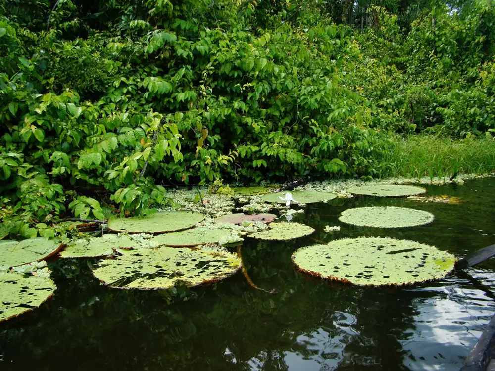 Giant lily pads resting on a still, dark pond at the edge of a rainforest